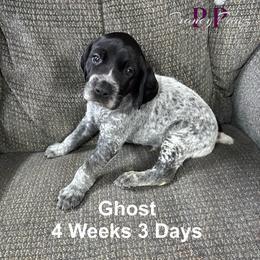 Ghost - Black and white male German Shorthaired Pointer puppy in Columbus, Nebraska from Prancy Pawz
