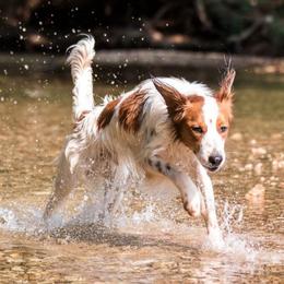 Luffy - Nederlandse Kooikerhondje