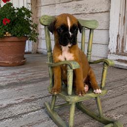 Viola - Fawn female Boxer puppy in Abilene, Texas from L&L Euro Boxers and Small Town Shih Tzus