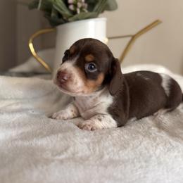 Arlo - Piebald male Dachshund puppy in Jacksonville, Florida from Florida Dippin’ Dachshunds & Aussiedoodles