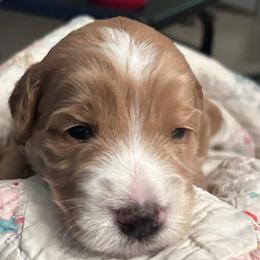 Boy 1 - Apricot male Goldendoodle puppy in West Frankfort, Illinois from Griffinstead Doodles