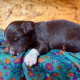 Rumi (pink) - Red tri-color female Aussiedoodle puppy in Watertown, Wisconsin from Little Bear Paws Aussiedoodles