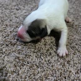 Girl 2 - White and badger female Great Pyrenees puppy in Ruthven, Iowa from Whispering Heights Ranch
