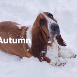 Autumn - Basset Hound