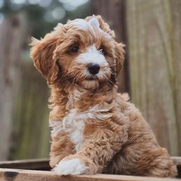 Crimson Ember - Red female Aussiedoodle puppy in Centreville, Mississippi from Trin's Designer Doodles