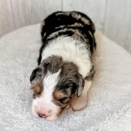 Boy 4 - Blue merle male Aussiedoodle puppy in Arlington, Washington from Doodle Love Laugh