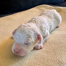 Cinzano -- join our litter list - White male Lagotto Romagnolo puppy in Santa Fe, New Mexico from Raven Meadow Ranch