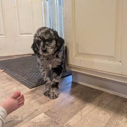 Ruby - Blue merle female Aussiedoodle puppy in Yacolt, Washington from Aussiedoodles by Maggie