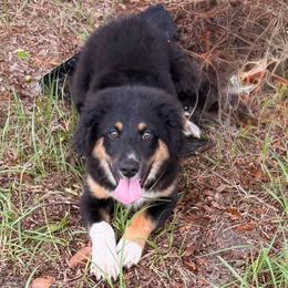 Red - Black tri male Miniature Australian Shepherd puppy in 32046, Florida from River Hill Ranch