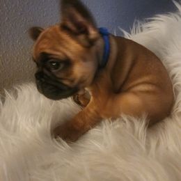 French Bulldog Puppies from Ma Chérie French Bulldogs