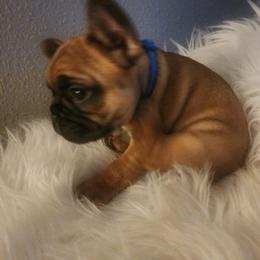 French Bulldog Puppies from Ma Chérie French Bulldogs