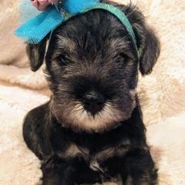 Miniature Schnauzer Puppies from Hall Miniature Schnauzers