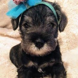 Miniature Schnauzer Puppies from Hall Miniature Schnauzers