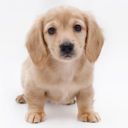 DIOR- AKC Import Lines - Cream female Dachshund puppy in Coweta, Oklahoma from Sunnyside Dachshunds