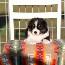 BTM1 - Black tri-color male Australian Shepherd puppy in Warm Springs, Georgia from Out West Aussies