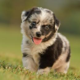 Jean - Blue merle female Miniature Australian Shepherd puppy in Hartman, Arkansas from Southern Edition Aussies