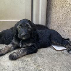 Aussiedoodles and Double Doodles from Amazing Aussiedoodle and Double Doodles