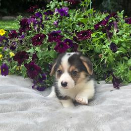 Tri Male - Black and tan male Pembroke Welsh Corgi puppy in Tenino, Washington from LoneStar Corgis NW