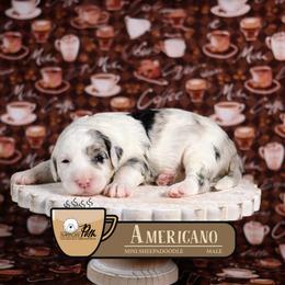 Americano - Merle male Sheepadoodle puppy in Cleveland, Tennessee from Narrow Path Old English & Sheepadoodles