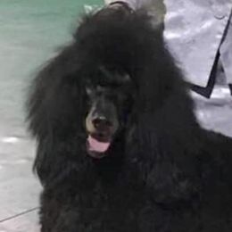 Sequoia - Poodle