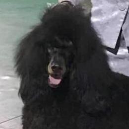 Sequoia - Poodle