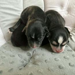Pomsky Puppies from JHS Pomskies