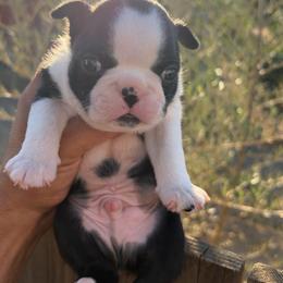 Double Haggery dot boy - Black brindle and white male Boston Terrier puppy in Madera Acres, California from Muggin Bostons Terriers and Mini Dachshund