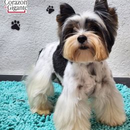 TP - Biewer Terrier
