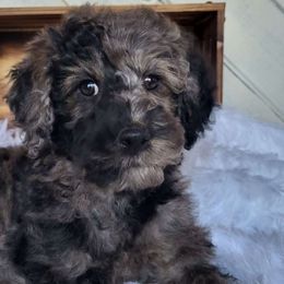 Remi - Goldendoodle
