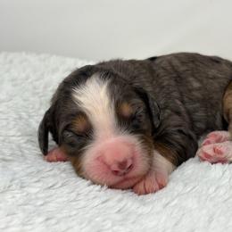Harmony - Blue merle female Bernedoodle puppy in Fleming, Colorado from Vandenbark Doodles