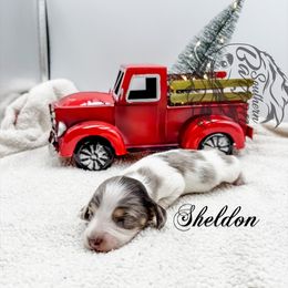 Sheldon - Dapple male Dachshund puppy in Prairieville, Louisiana from Southern Barron Danes & Dachshunds