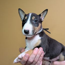 Billy Idol - Black tan and white male Miniature Bull Terrier puppy in London, Kentucky from Barton's Miniature Bull Terrier