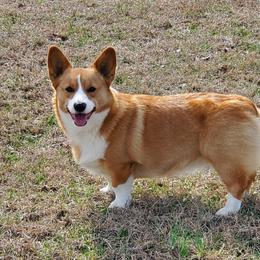 Peach - Red female Pembroke Welsh Corgi puppy in Centre, Alabama from Walker's AKC Corgis