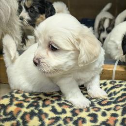 Foster - White male Coton de Tulear puppy in Mead, Oklahoma from Bar W Cotons