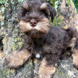 Boy2 - Liver male Miniature Schnauzer puppy in Oviedo, Florida from Tamed by Emmy (Emariella’s Miniature Schnauzers)