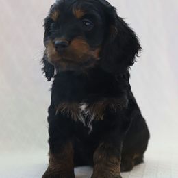 Cockapoo Puppies from Dana's Domain Cockapoos