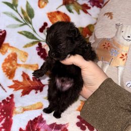 Truffle - Black male Pomeranian puppy in Lanett, Alabama from H.P.P