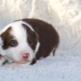 Pumpkin - Red tri-color female Miniature American Shepherd puppy in Stephenville, Texas from Diamond H Aussies