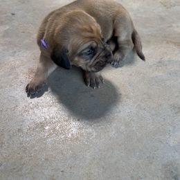 Girl 3 - Red female Bloodhound puppy in Tahlequah, Oklahoma from HNH Hounds