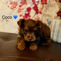 Coco - Chocolate and tan male Yorkshire Terrier puppy in Kissimmee, Florida from The Yorkie House
