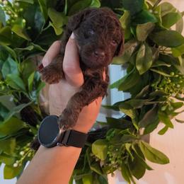 Sparky - Phantom male Poodle puppy in Plainfield, New Jersey from Caris Paws Poodles and Labradoodles