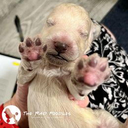 Poodle Puppies from The Rad Poodles
