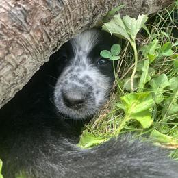English Shepherd Puppies from LiquidMoon English Shepherds
