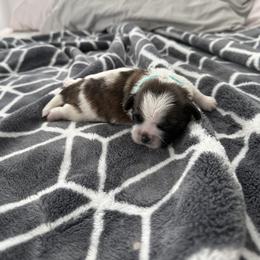 Shih Tzu Puppies from Leahrae's Shih Tzus
