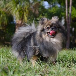 Sugar - Wolf sable female Pomeranian puppy in Loxahatchee, Florida from Cardinal Point Pomskies