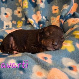 Havarti - Black tan and white female American Hairless Terrier puppy in Hicksville, Ohio from Mapleleaf MAS & AHT