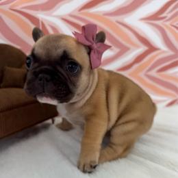 Charm - Fawn female French Bulldog puppy in Riverview, Florida from The Frenchie Lady Co.