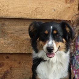 Ruby - Miniature Australian Shepherd