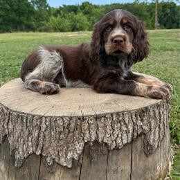 Liver Tri roan 1 - Liver white and roan female English Springer Spaniel puppy in Defuniak Springs, Florida from Anastasia Knight's Cocker Spaniels