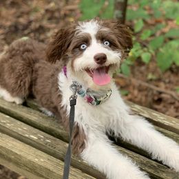 Mabel - Aussiedoodle
